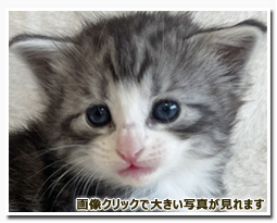 ノルウェージャンフォレストキャット