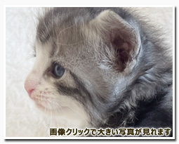 ノルウェージャンフォレストキャット