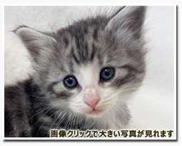 ノルウェージャンフォレストキャット