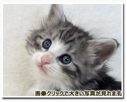 ノルウェージャンフォレストキャット