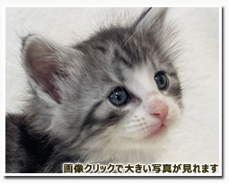 ノルウェージャンフォレストキャット