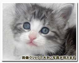 ノルウェージャンフォレストキャット