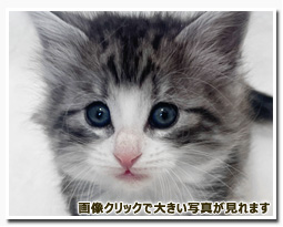 ノルウェージャンフォレストキャット