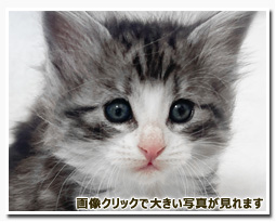 ノルウェージャンフォレストキャット