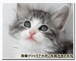 ノルウェージャンフォレストキャット