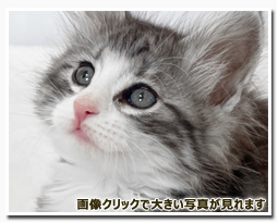 ノルウェージャンフォレストキャット