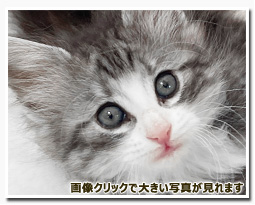 ノルウェージャンフォレストキャット