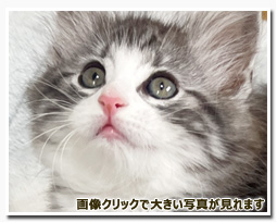 ノルウェージャンフォレストキャット