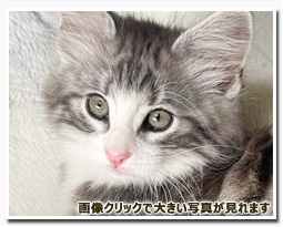 ノルウェージャンフォレストキャット