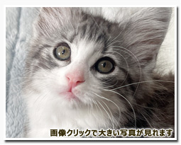 ノルウェージャンフォレストキャット