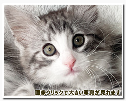 ノルウェージャンフォレストキャット