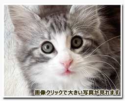 ノルウェージャンフォレストキャット