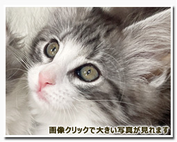 ノルウェージャンフォレストキャット