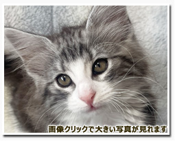 ノルウェージャンフォレストキャット