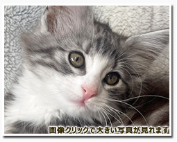 ノルウェージャンフォレストキャット