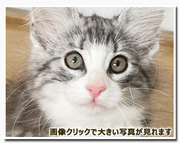 ノルウェージャンフォレストキャット