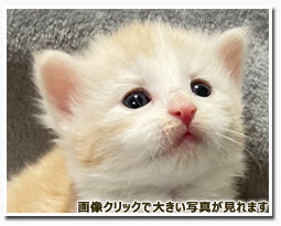 ノルウェージャンフォレストキャット