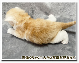 ノルウェージャンフォレストキャット