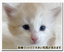 ノルウェージャンフォレストキャット