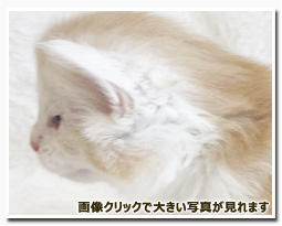 ノルウェージャンフォレストキャット