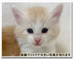 ノルウェージャンフォレストキャット