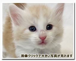 ノルウェージャンフォレストキャット