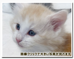 ノルウェージャンフォレストキャット