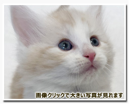 ノルウェージャンフォレストキャット