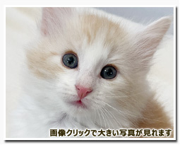 ノルウェージャンフォレストキャット