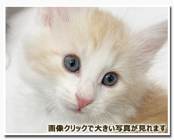 ノルウェージャンフォレストキャット