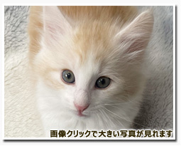 ノルウェージャンフォレストキャット