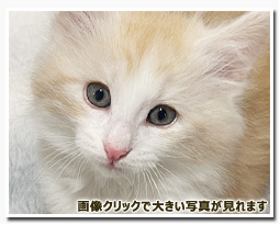 ノルウェージャンフォレストキャット