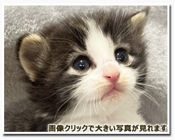 ノルウェージャンフォレストキャット