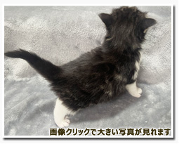 ノルウェージャンフォレストキャット