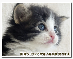 ノルウェージャンフォレストキャット