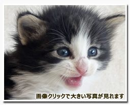 ノルウェージャンフォレストキャット