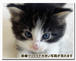 ノルウェージャンフォレストキャット