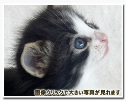 ノルウェージャンフォレストキャット