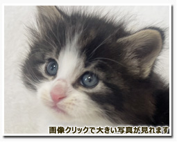 ノルウェージャンフォレストキャット