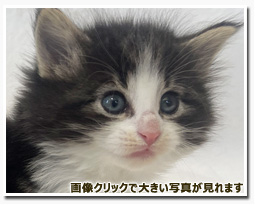 ノルウェージャンフォレストキャット