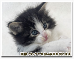 ノルウェージャンフォレストキャット