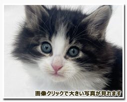 ノルウェージャンフォレストキャット