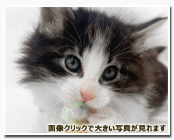 ノルウェージャンフォレストキャット