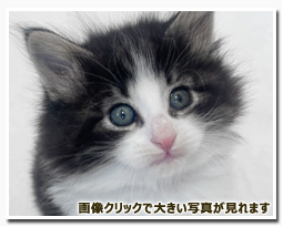 ノルウェージャンフォレストキャット