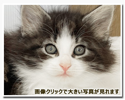 ノルウェージャンフォレストキャット