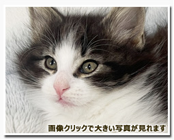 ノルウェージャンフォレストキャット