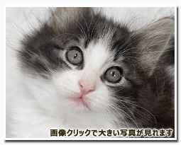 ノルウェージャンフォレストキャット