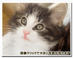 ノルウェージャンフォレストキャット