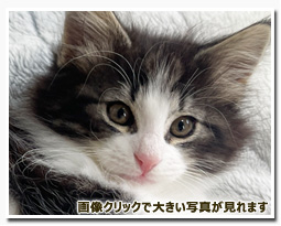 ノルウェージャンフォレストキャット