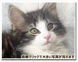 ノルウェージャンフォレストキャット